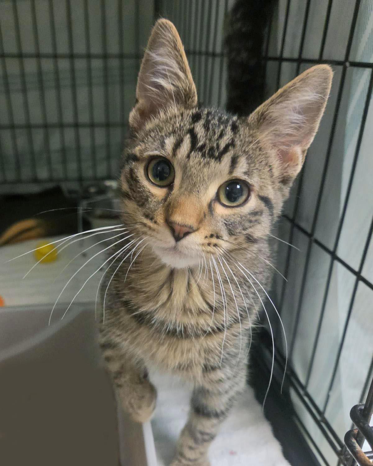 Pardner, Domestic Short Hair