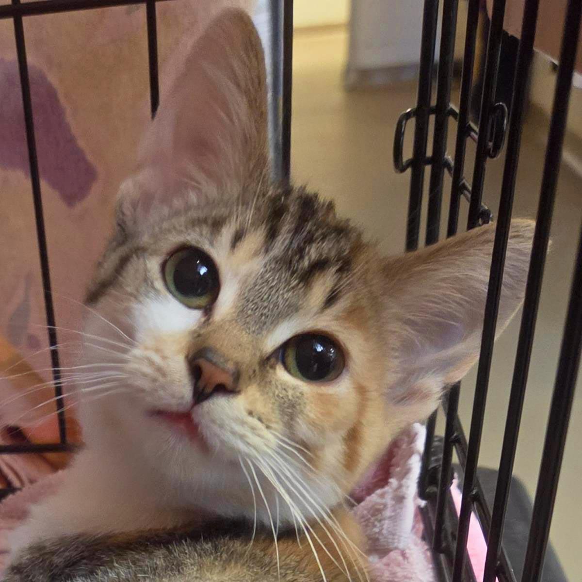 Peanut, Domestic Short Hair