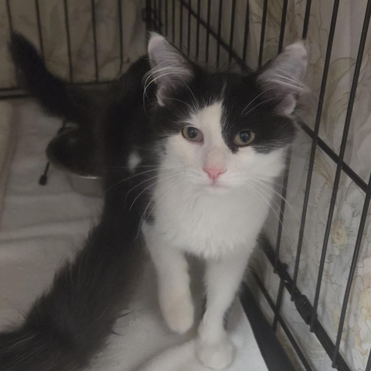 Ibb, Domestic Long Hair