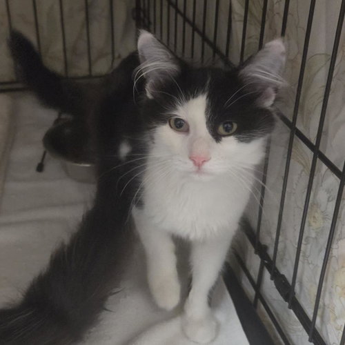 Ibb, a cat for adoption from Humane Society of Portage County