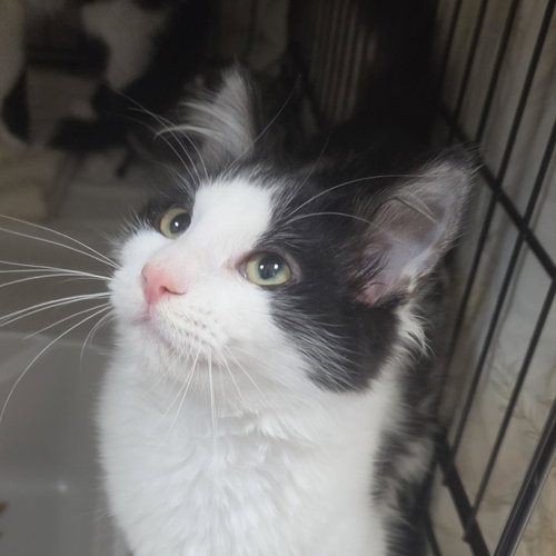 Obb, a cat for adoption from Humane Society of Portage County
