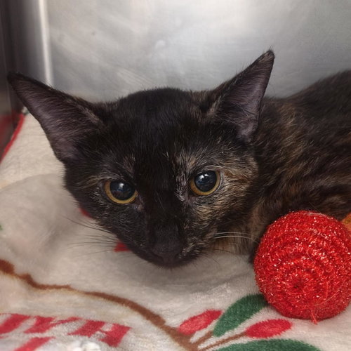 Lucy Poo, a cat for adoption from Humane Society of Portage County
