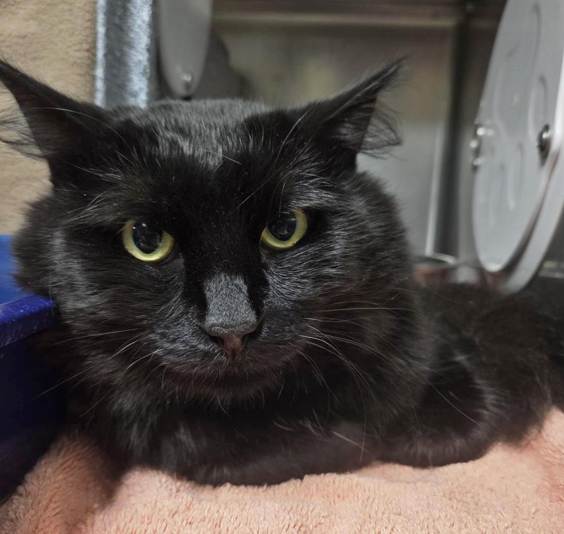 Creeper, Domestic Medium Hair