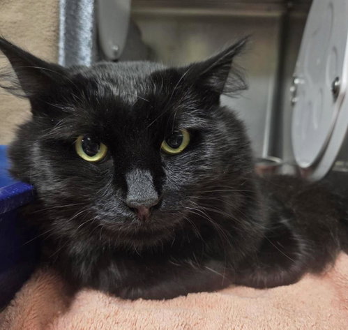 Creeper, a cat for adoption from Humane Society of Portage County