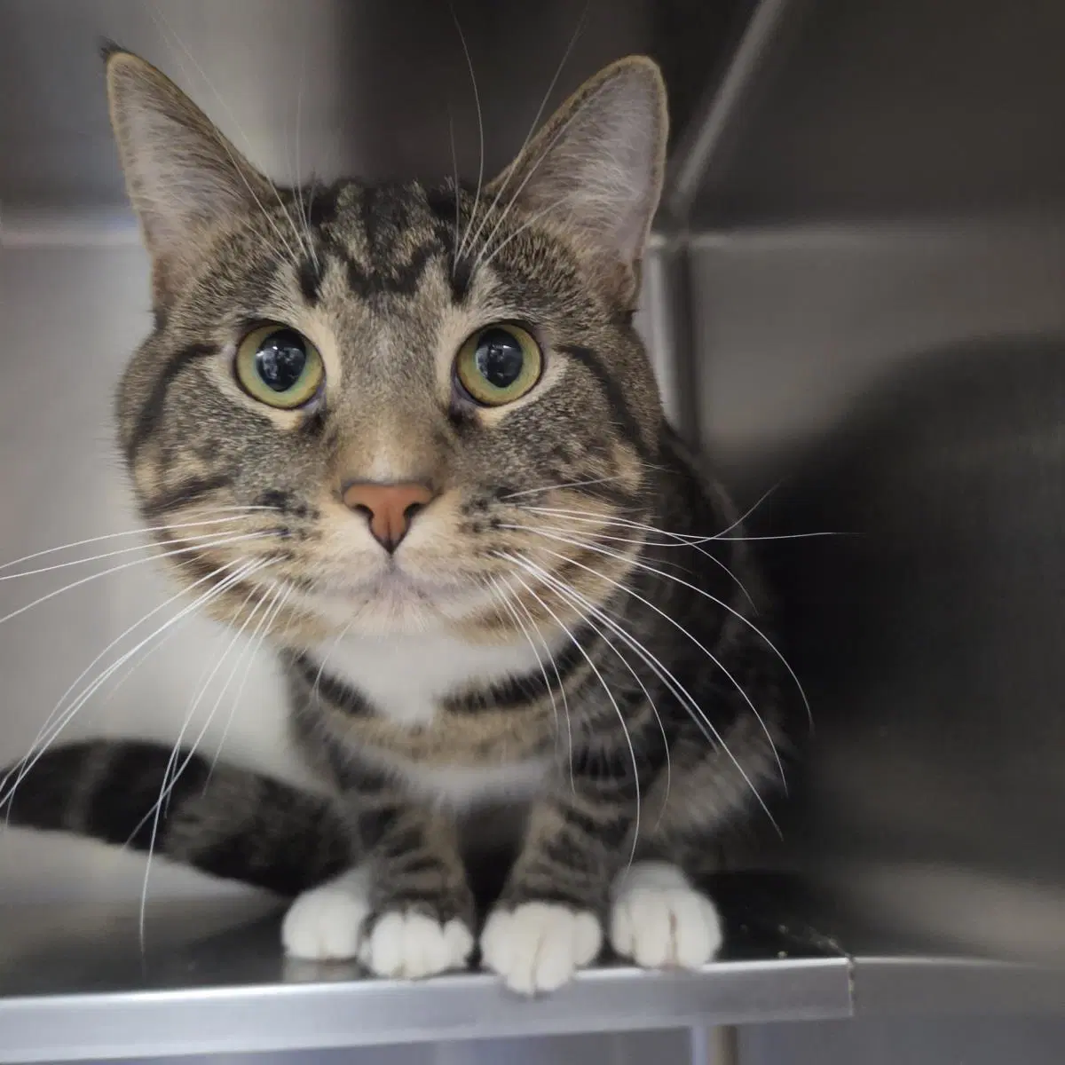 Chance - Domestic Short Hair