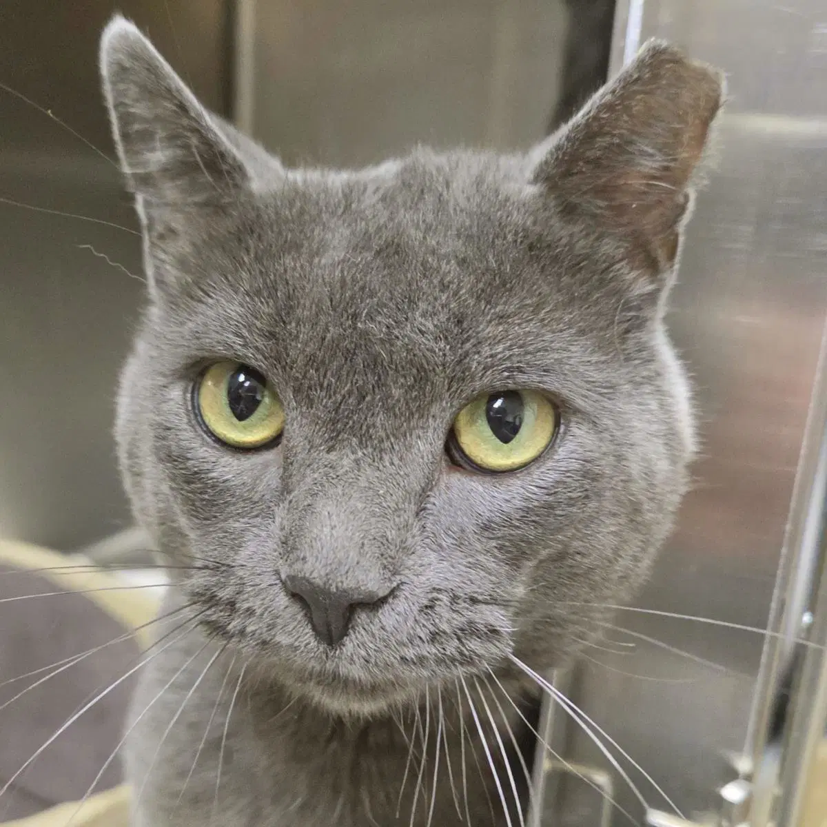 Puddle - Domestic Short Hair