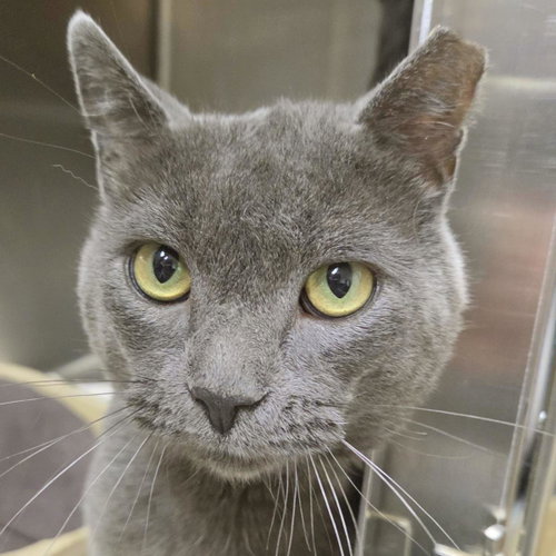 Puddle, a cat for adoption from Humane Society of Portage County