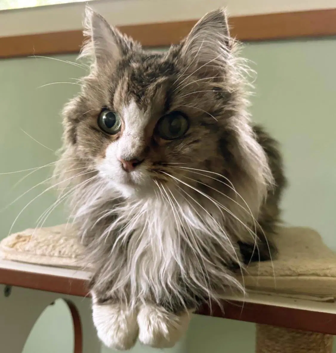 Figgie - Domestic Long Hair
