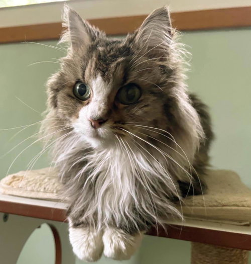 Figgie, a cat for adoption from Humane Society of Portage County