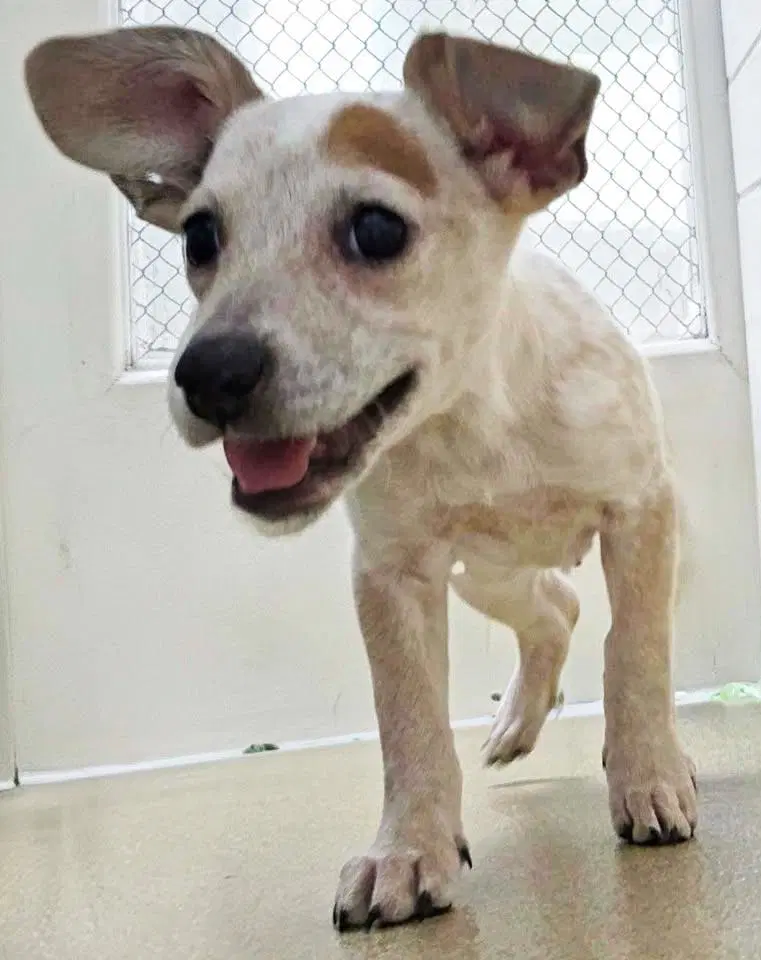 Winifred - Australian Cattle Dog/Blue Heeler