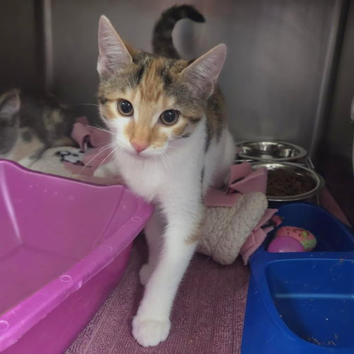 Ava, a cat for adoption from Humane Society of Portage County