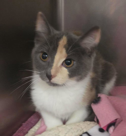 Deborah, a cat for adoption from Humane Society of Portage County