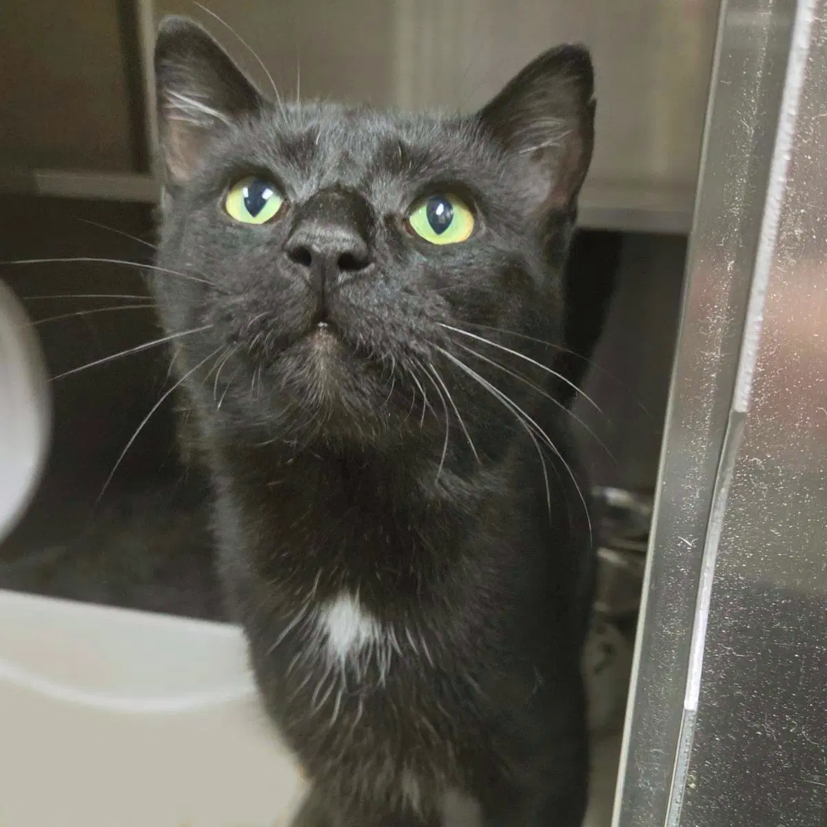 Alakazam - Domestic Short Hair