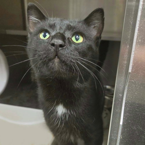 Alakazam, a cat for adoption from Humane Society of Portage County