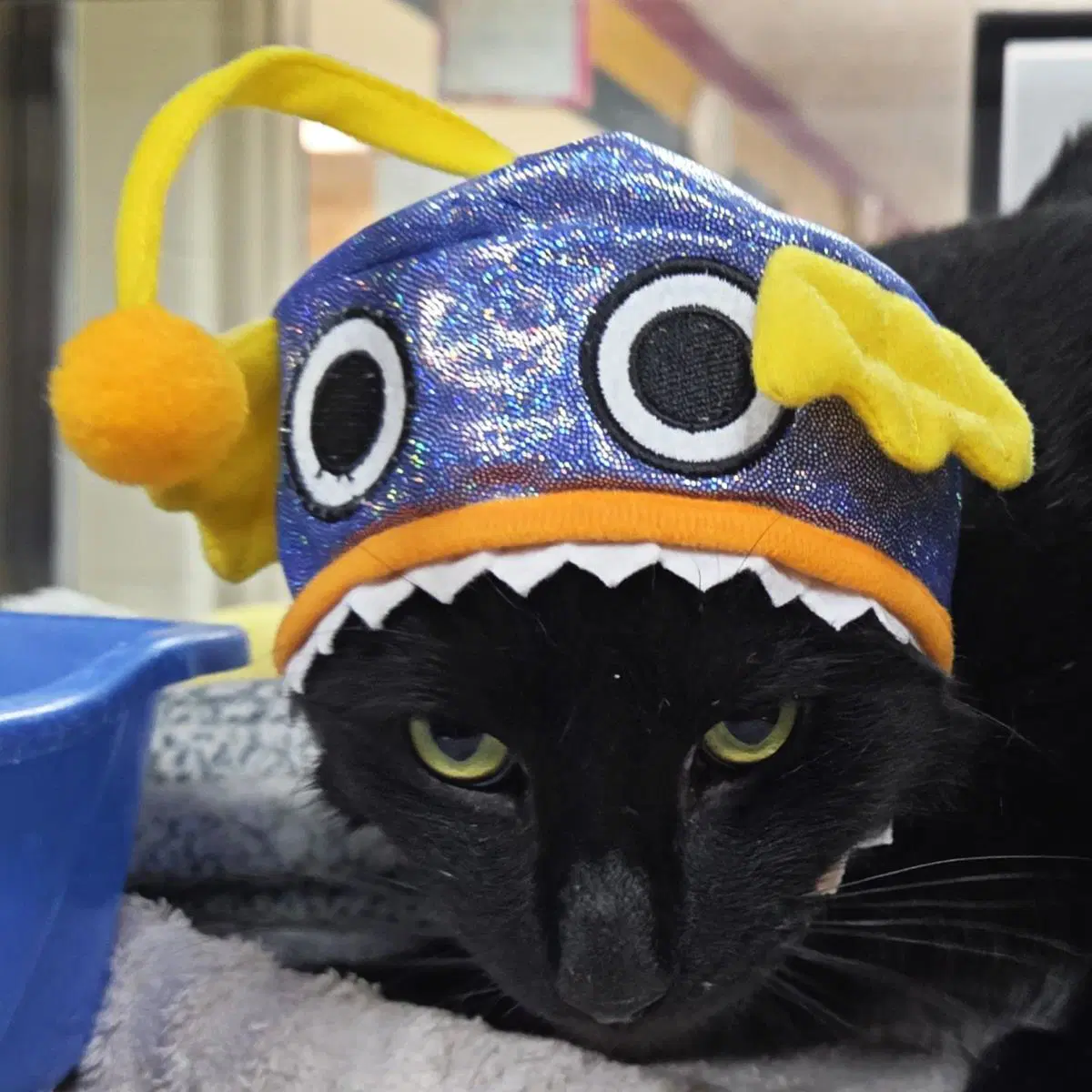 Alakazam - Domestic Short Hair