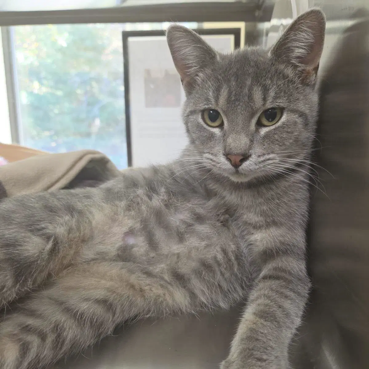 Ethereal - Domestic Short Hair