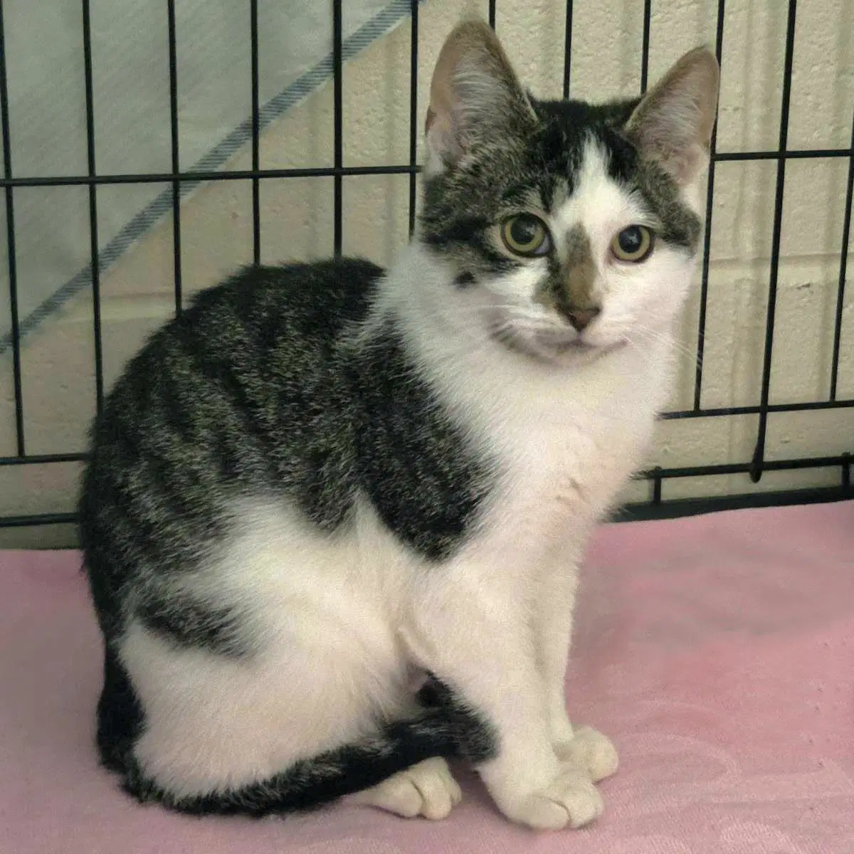 Zucchini - Domestic Short Hair