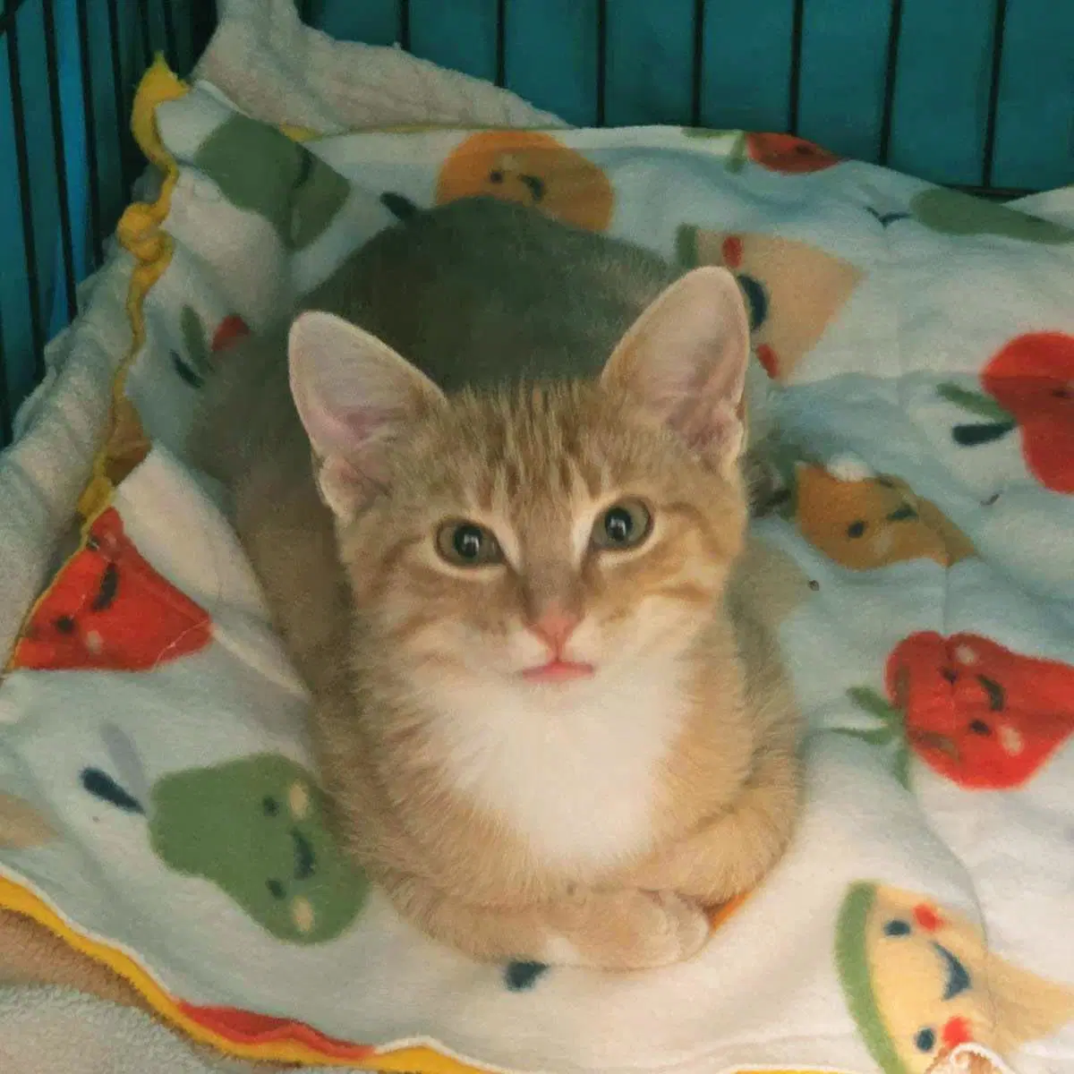 Fang - Domestic Short Hair