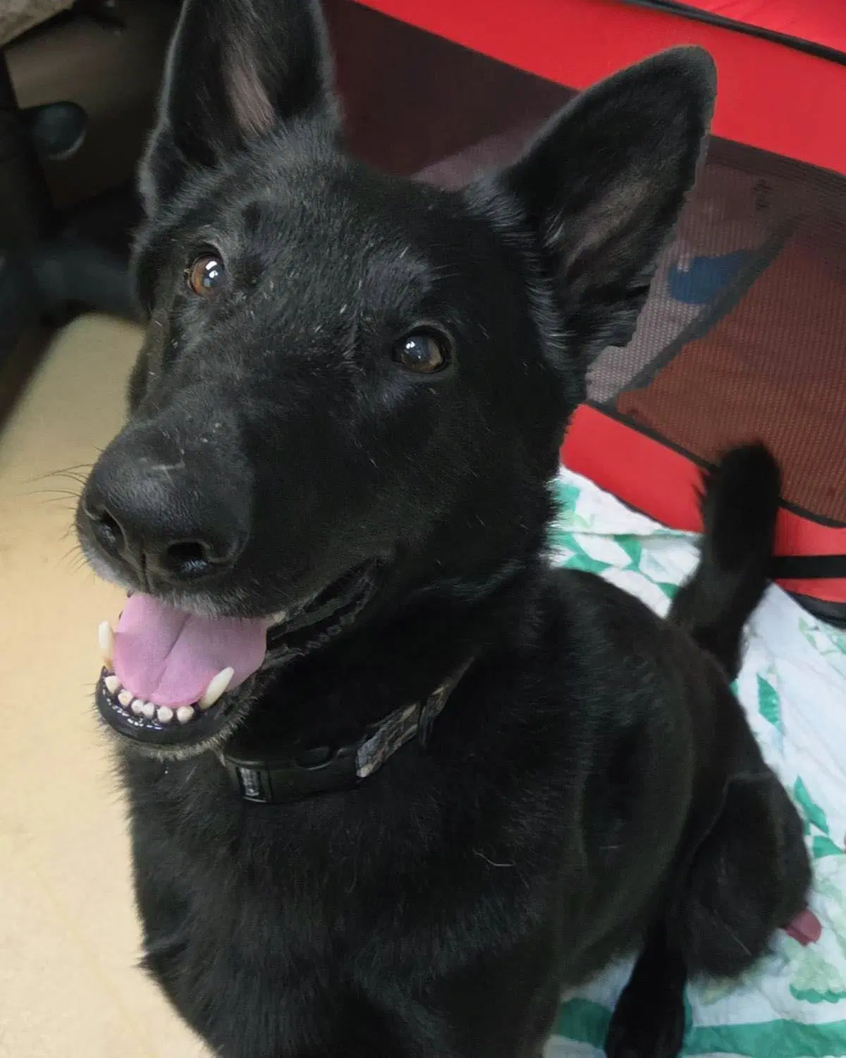 Grimm - German Shepherd Dog
