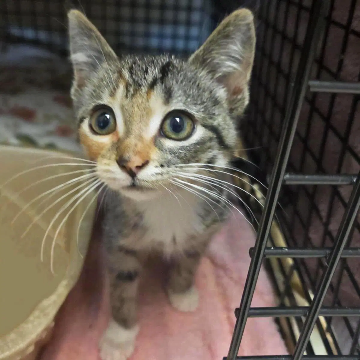 Camila - Domestic Short Hair