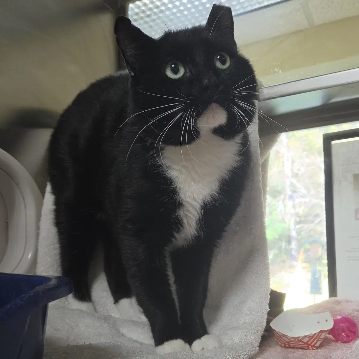 Putter - Domestic Short Hair