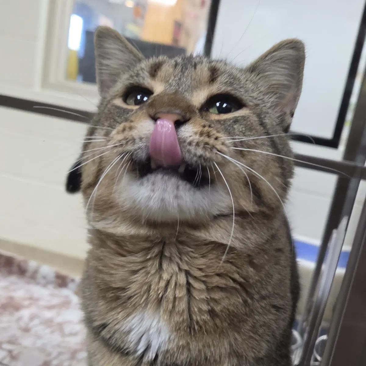 Big Tony - Domestic Short Hair