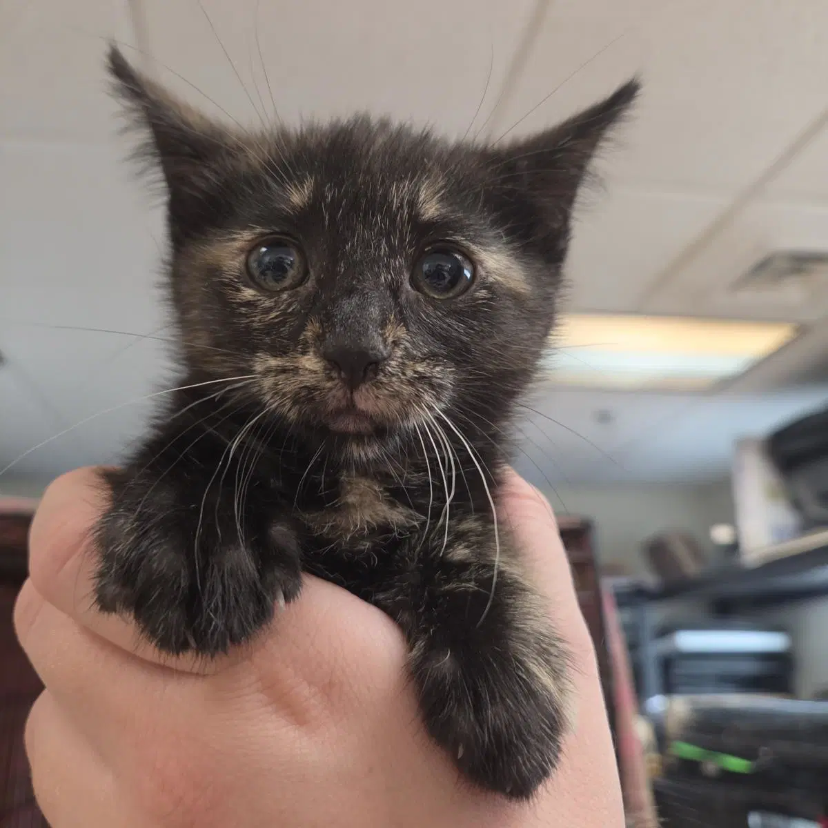 Hubble - Domestic Short Hair