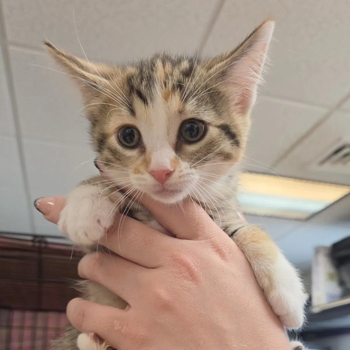 Rover - Domestic Short Hair