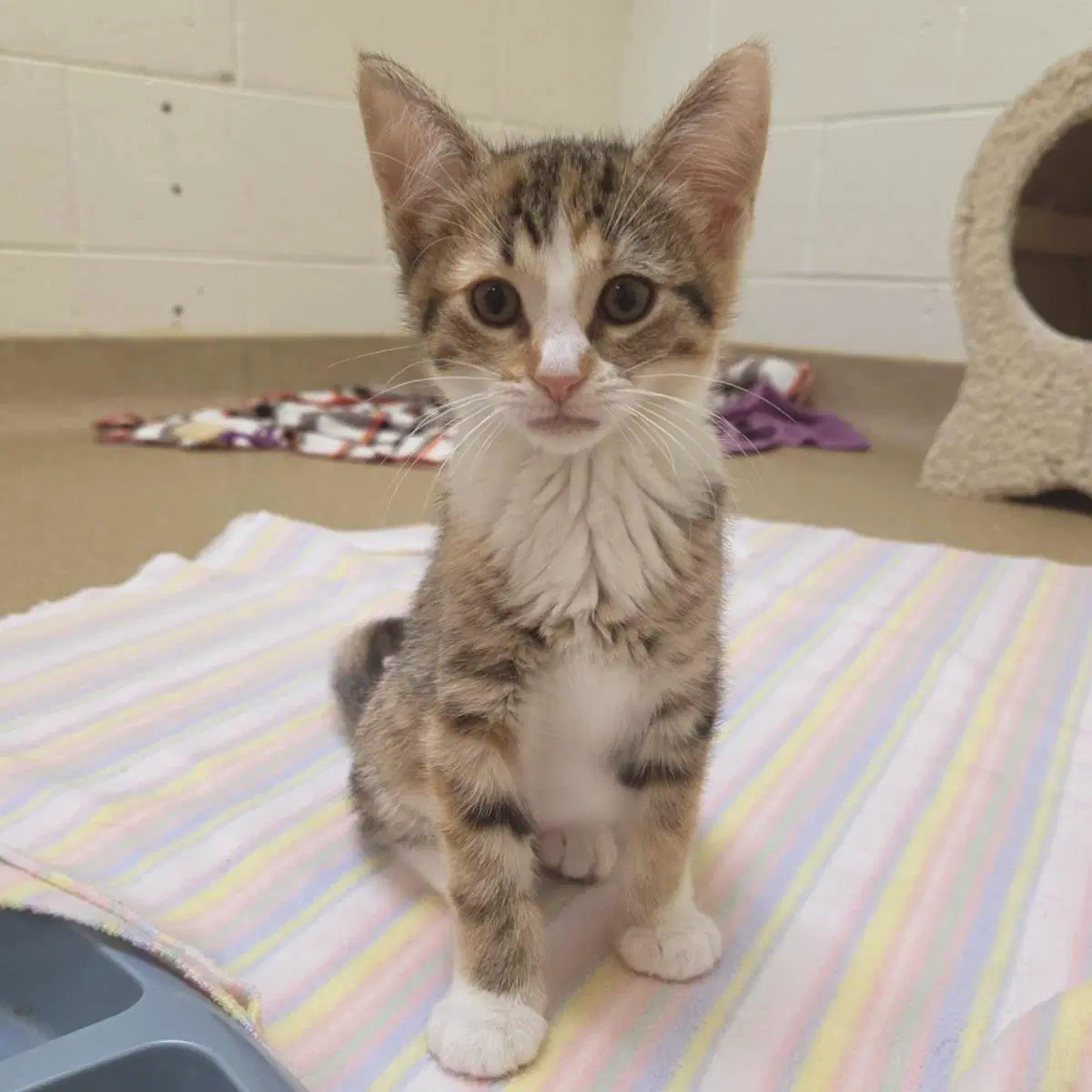 Rover - Domestic Short Hair