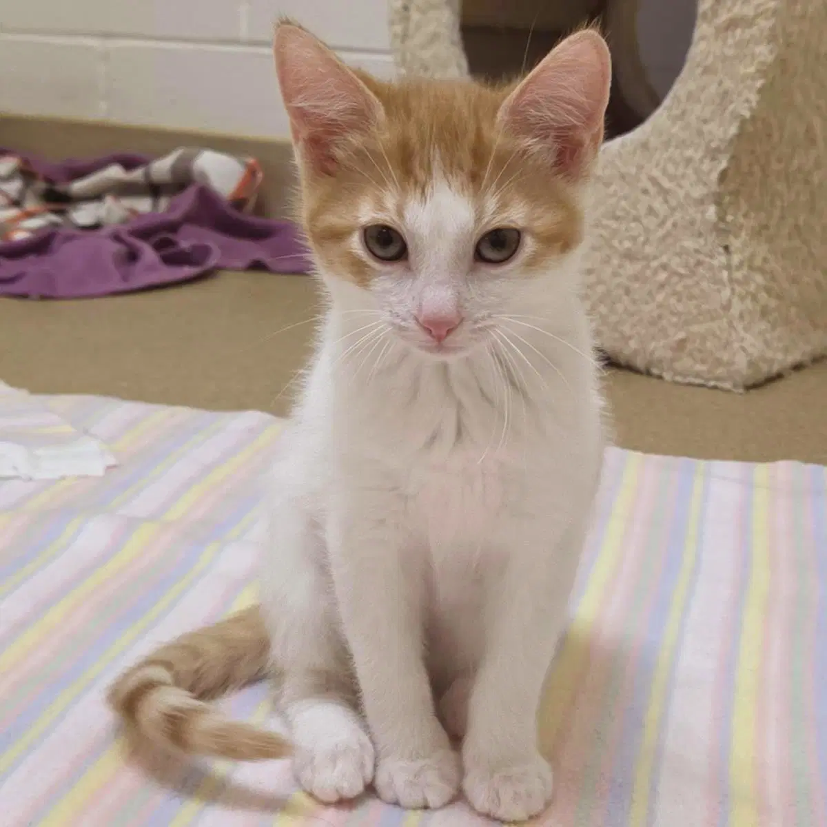 Martian - Domestic Short Hair