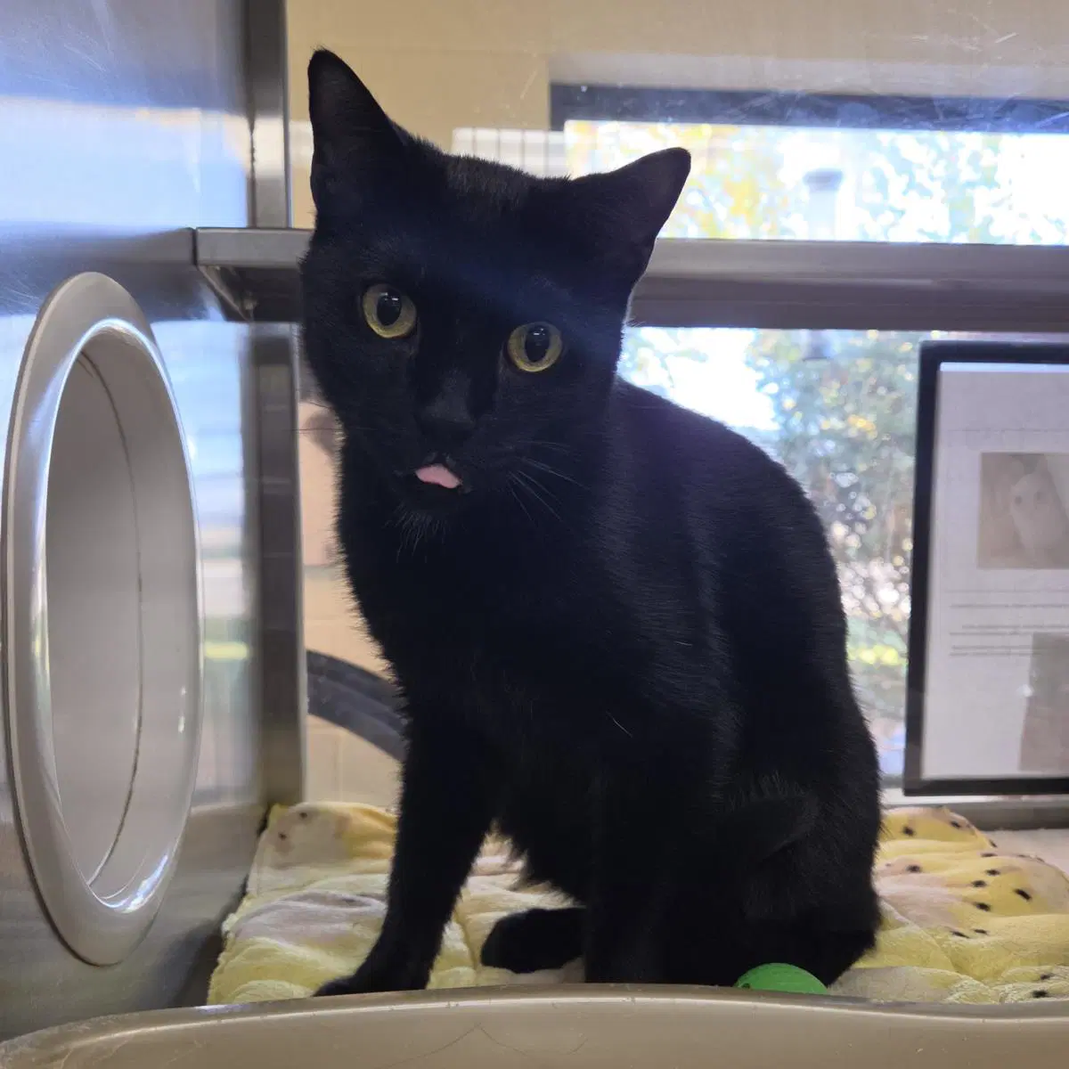 Starkist - Domestic Short Hair