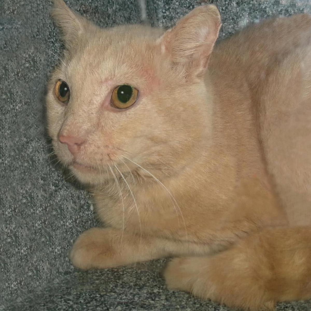 Hubert (Working Cat)