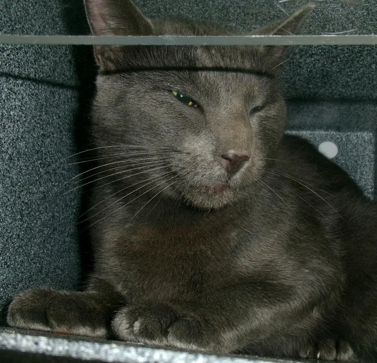 Nazgul (Working Cat)