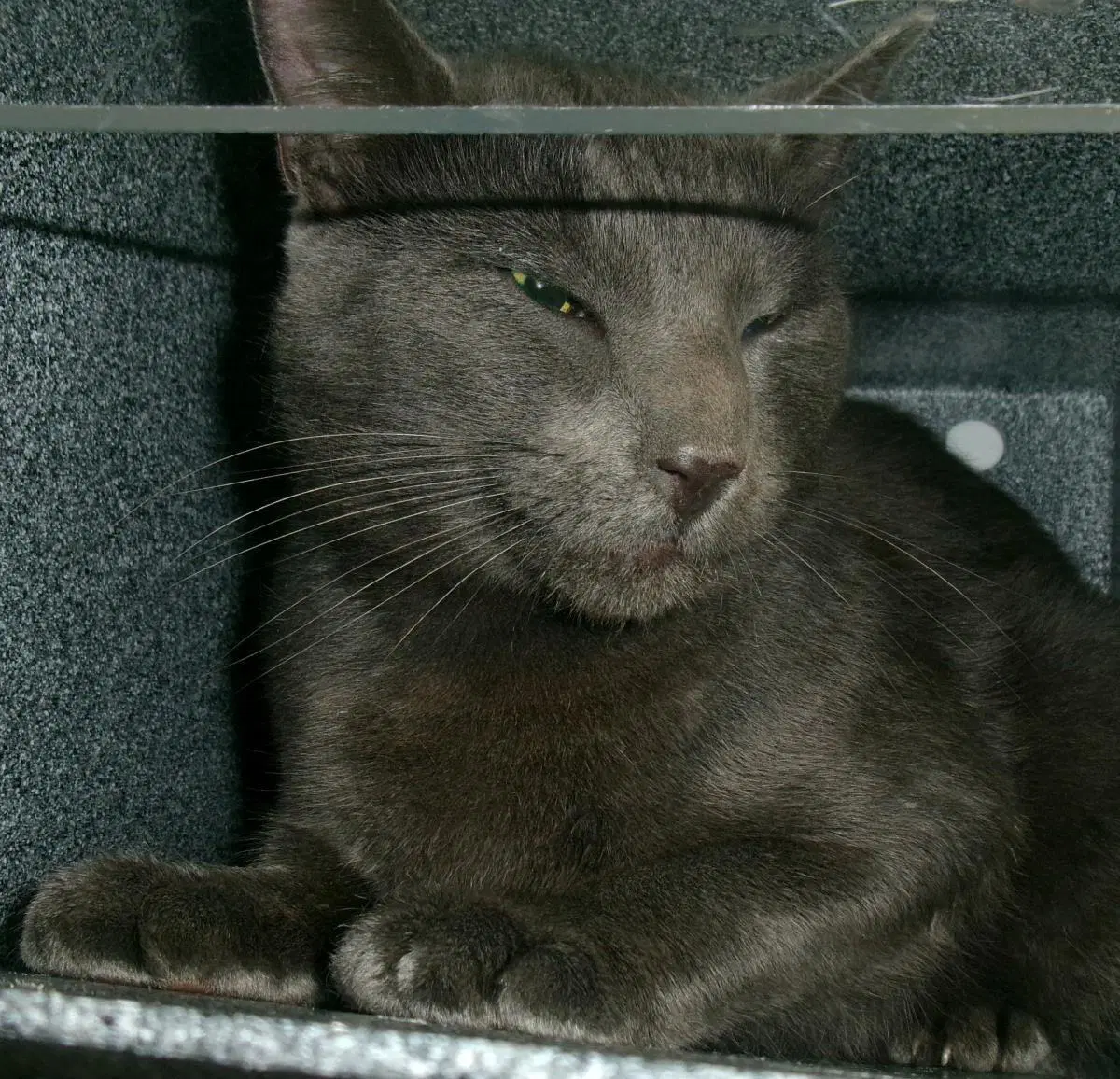Nazgul - Domestic Short Hair