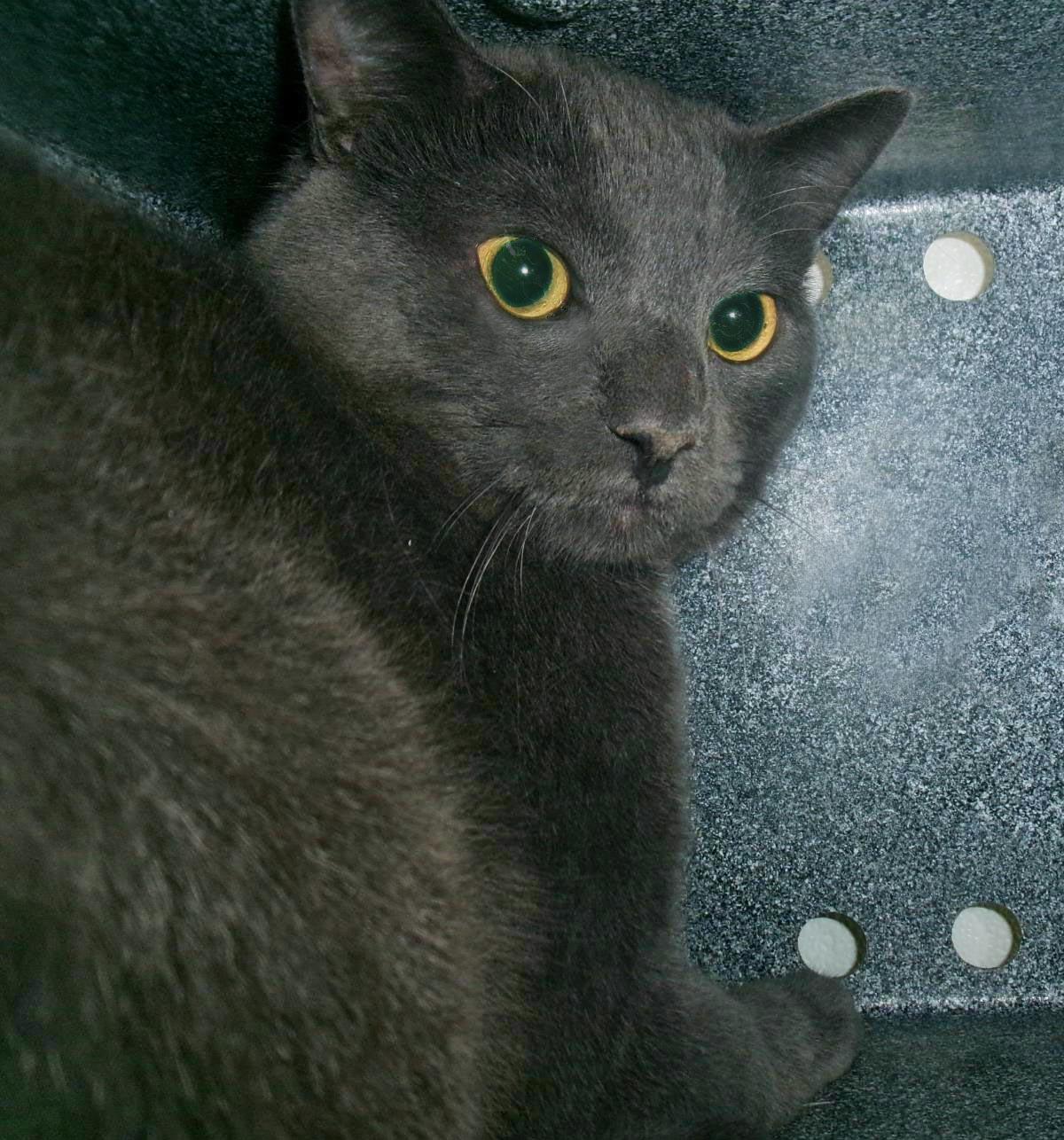 Sidon (Working Cat)