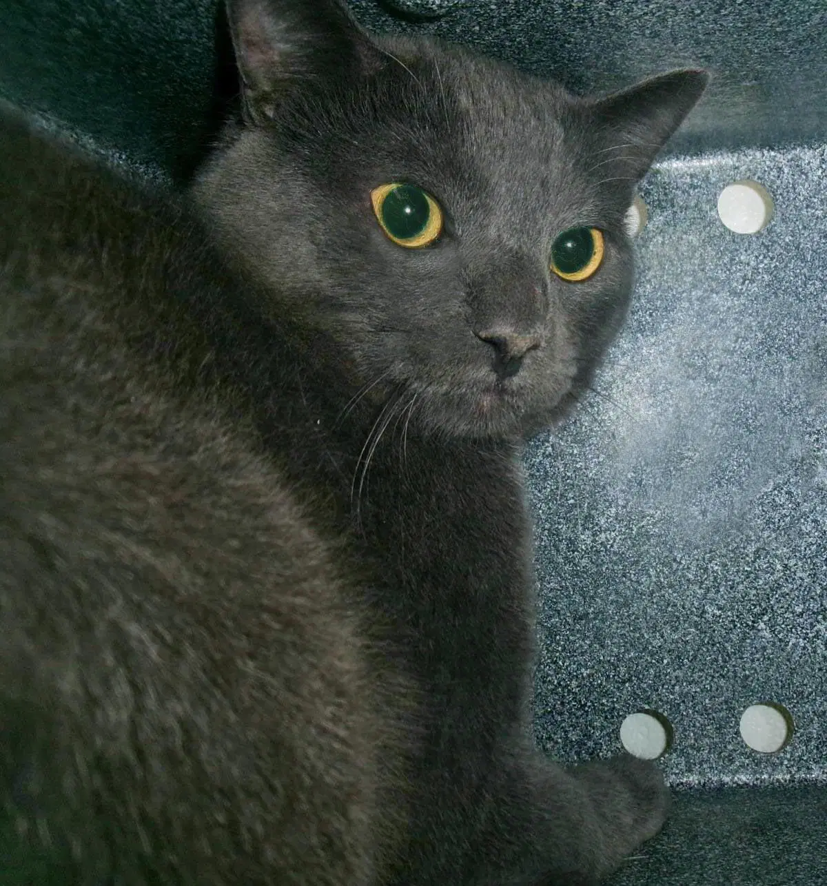 Sidon Working Cat - Domestic Short Hair