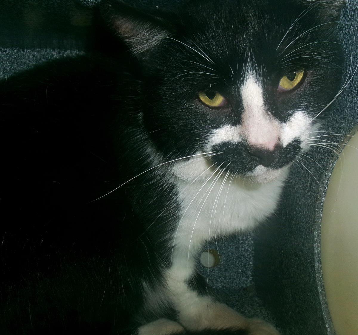 Groucho (Working Cat)