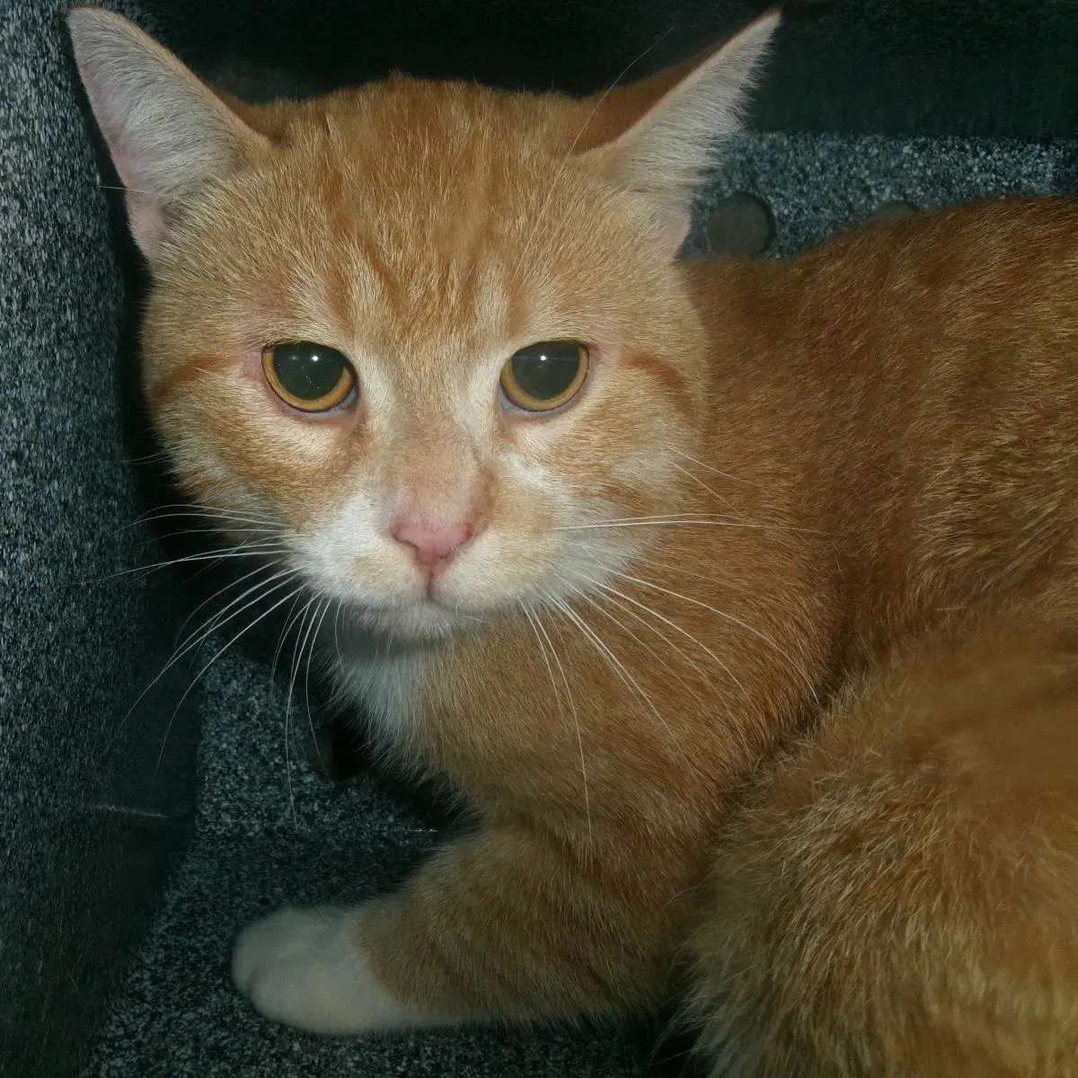 Amaretto Working Cat - Domestic Short Hair