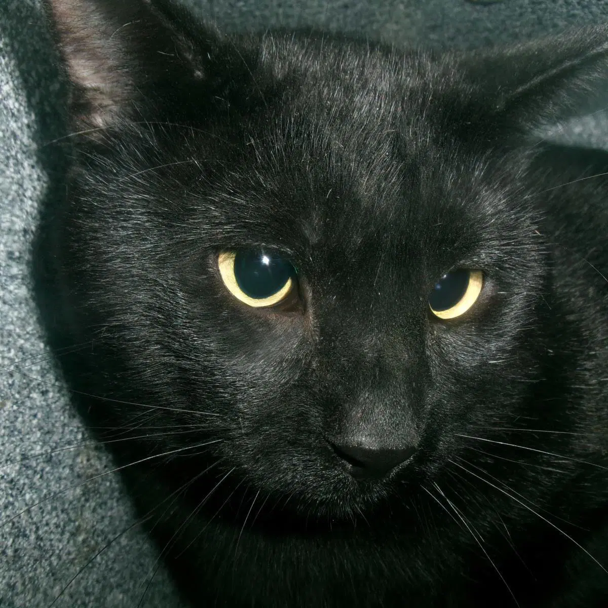 Twilight Working Cat - Domestic Short Hair