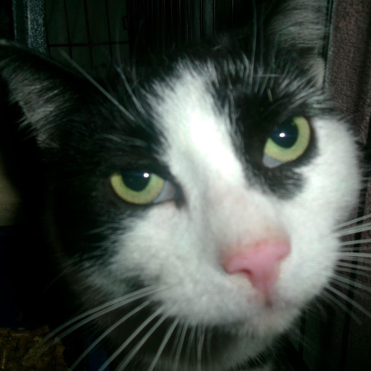 Rhodes (Working Cat)