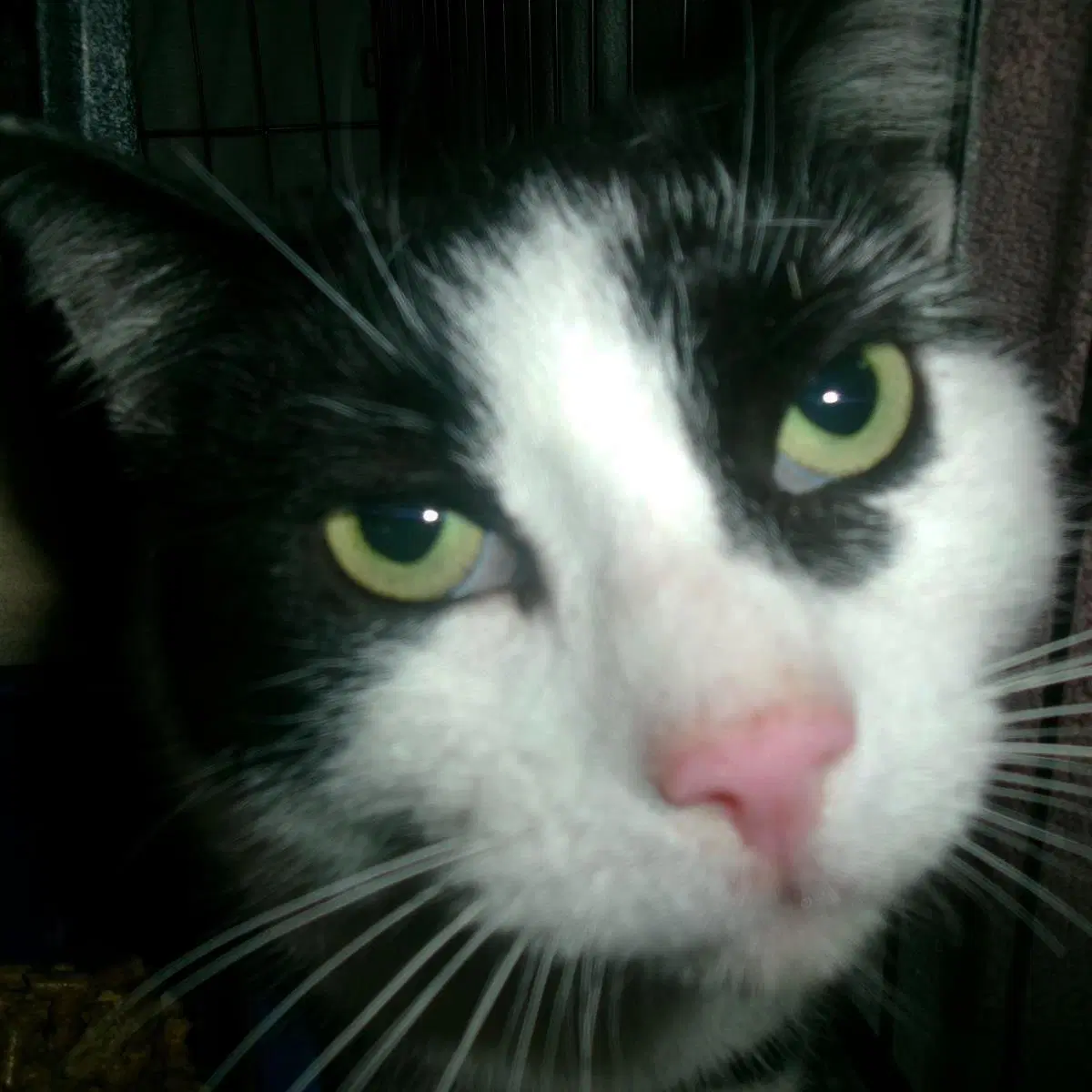 Rhodes Working Cat - Domestic Short Hair