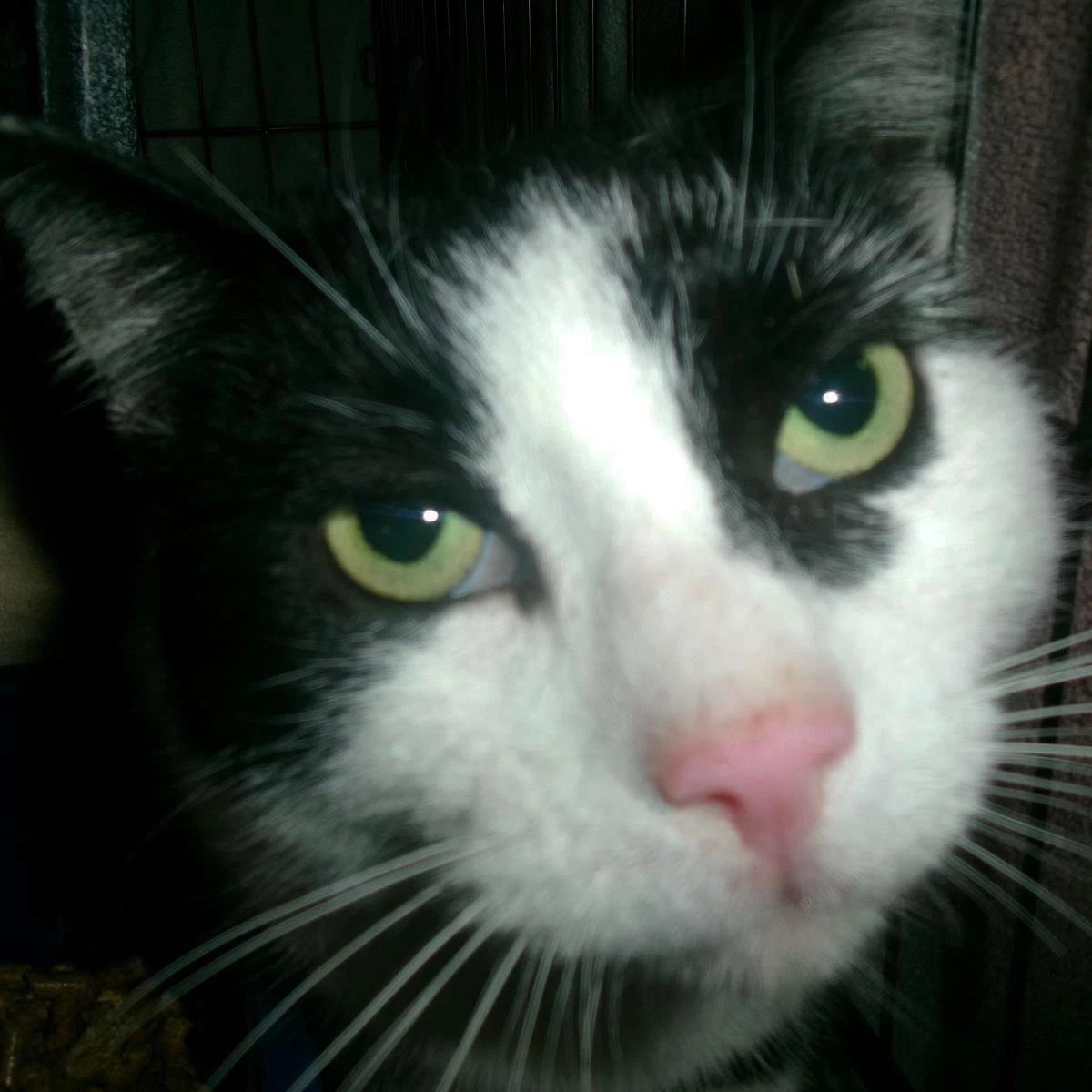 Rhodes Working Cat