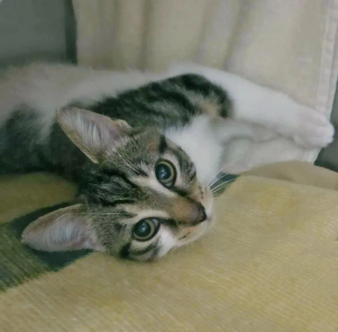 Ziggy - Domestic Short Hair