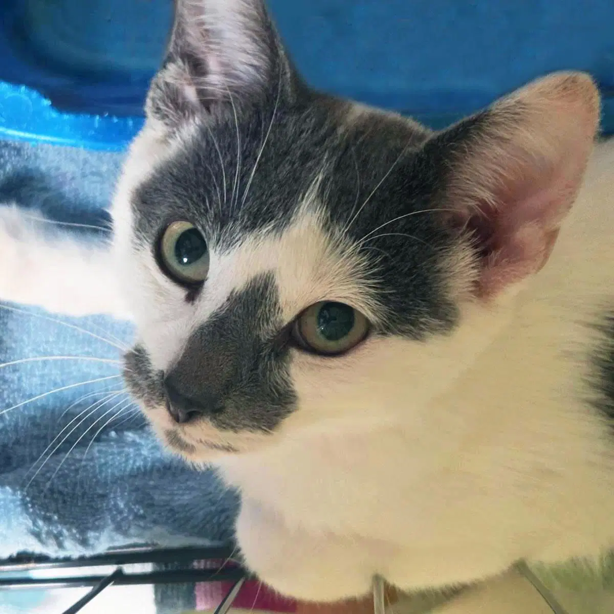 Draco - Domestic Short Hair