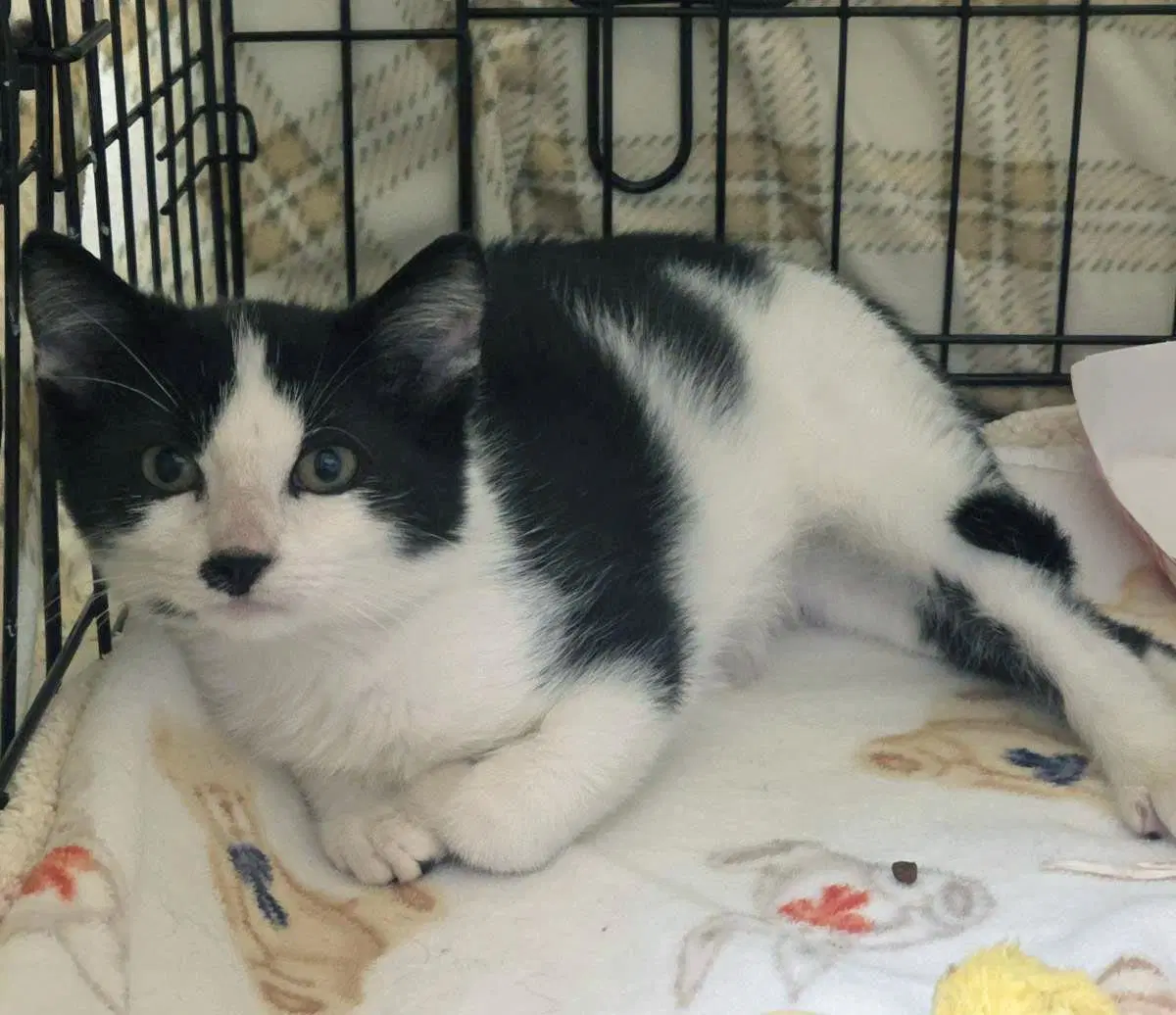 Damien - Domestic Short Hair