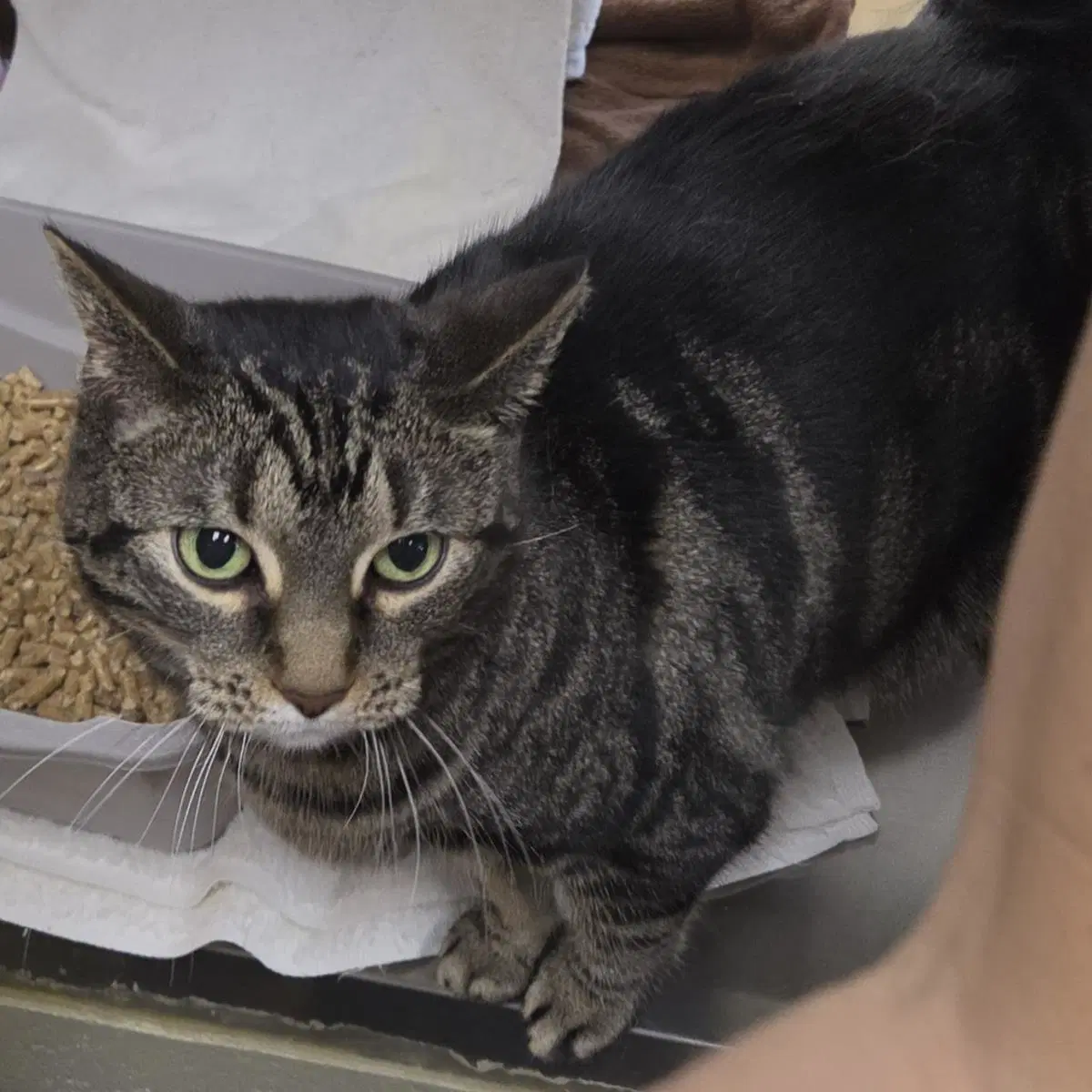 Bubba - Domestic Short Hair