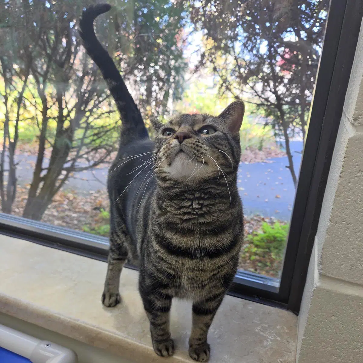 Bubba - Domestic Short Hair