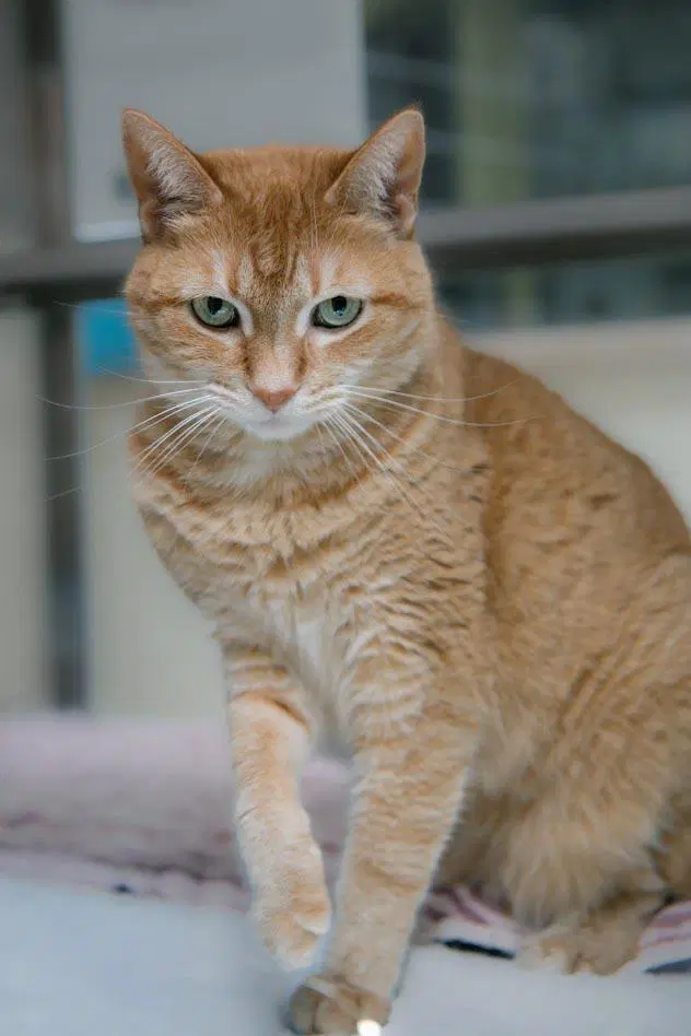 Stella Luna - Domestic Short Hair