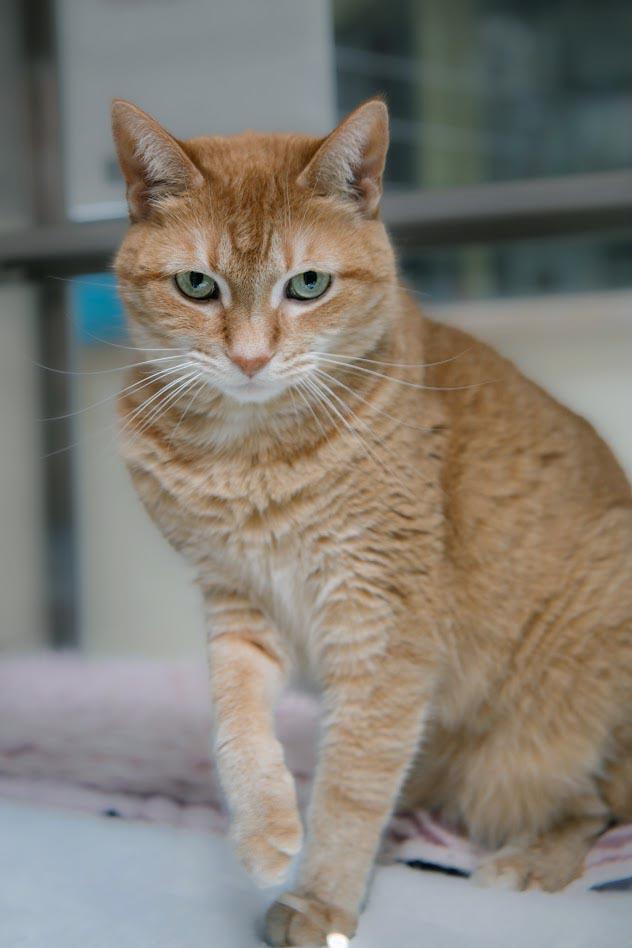 Stella Luna