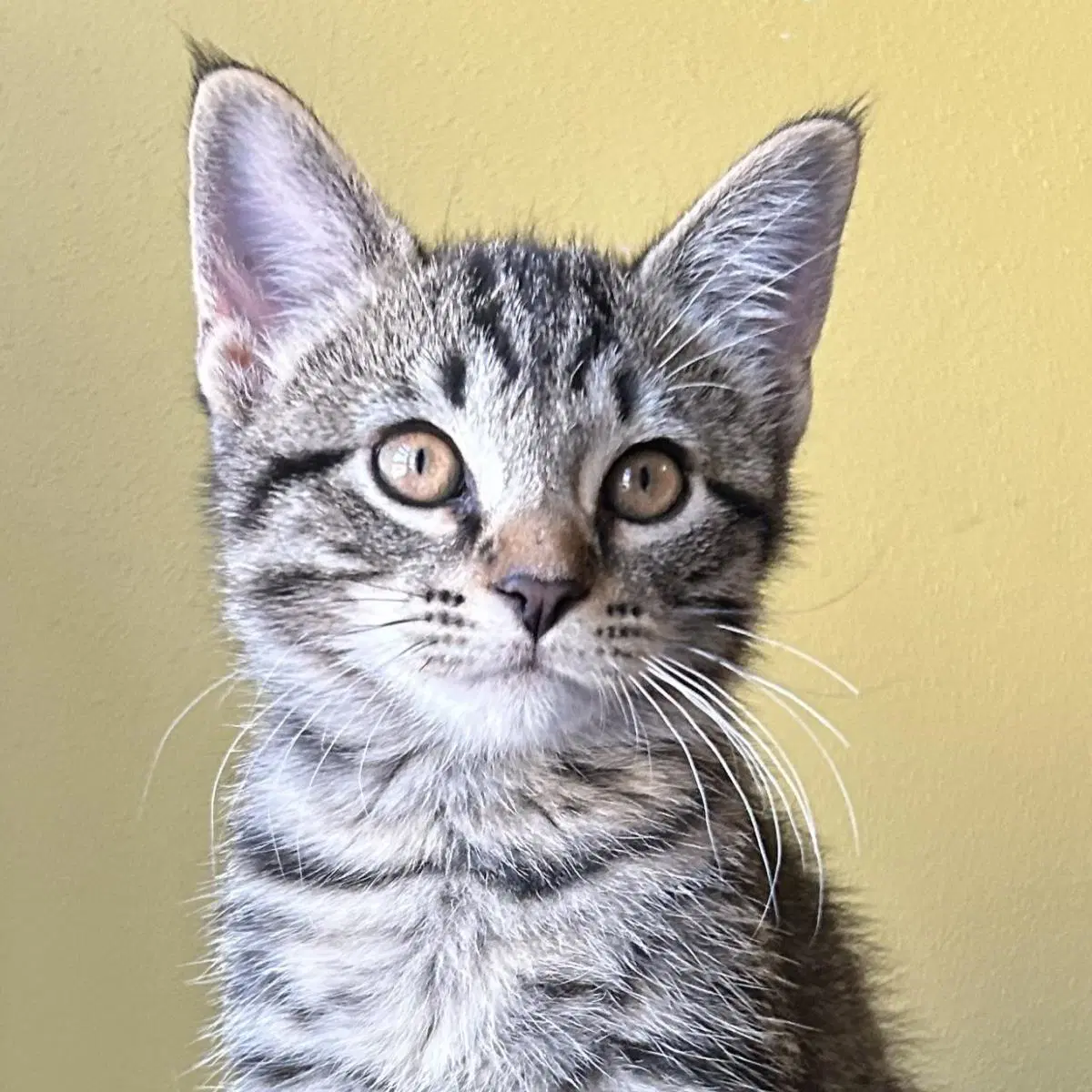 Dragonfly - Domestic Short Hair